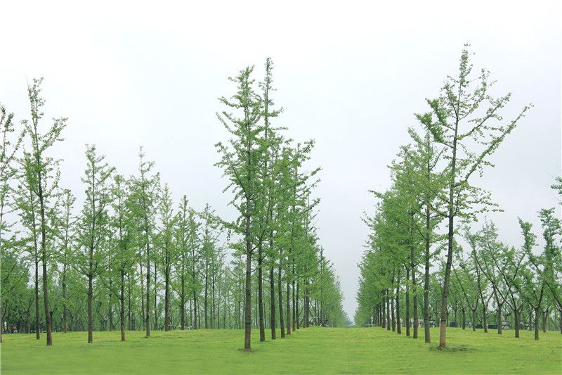 西安壽陽山墓園照片展示