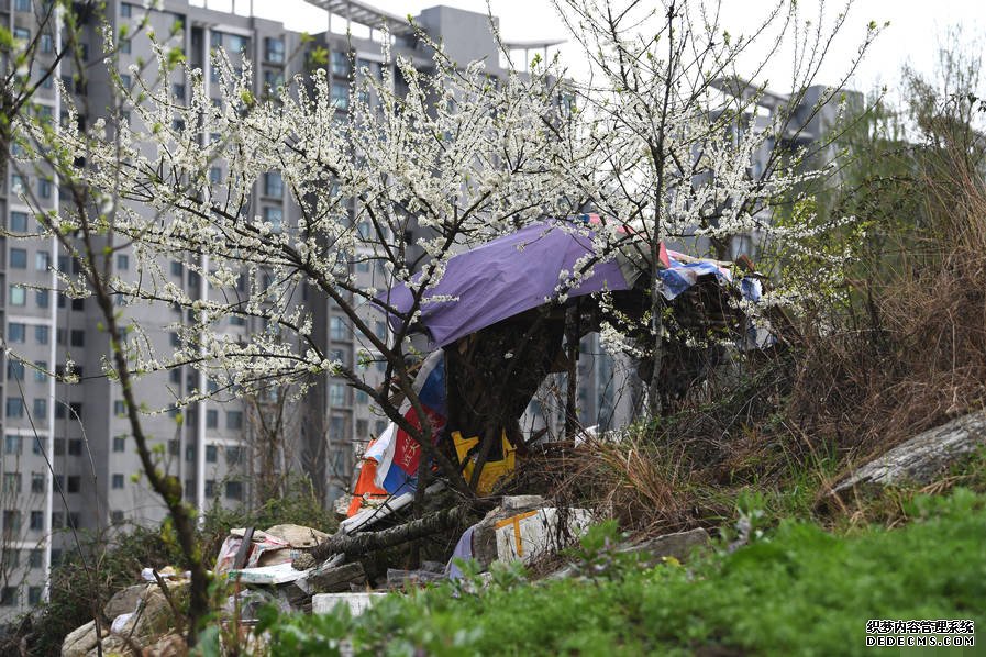 小區后山被私墾成農場 挖平墓地種菜