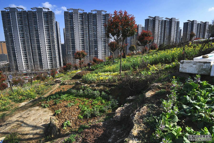 小區后山被私墾成農場 挖平墓地種菜