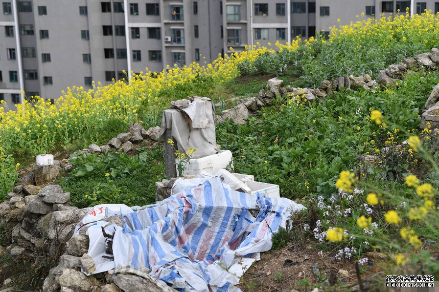 小區后山被私墾成農場 挖平墓地種菜